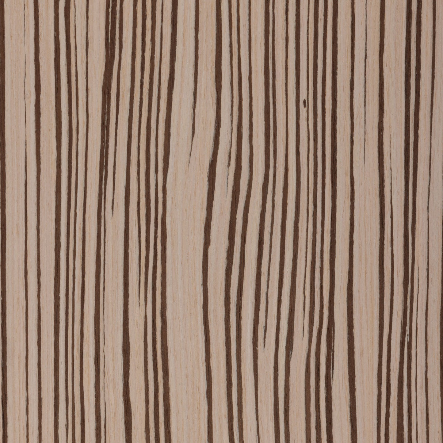 PureWood Creamy Zebrano 100 Engineered Wood Veneer